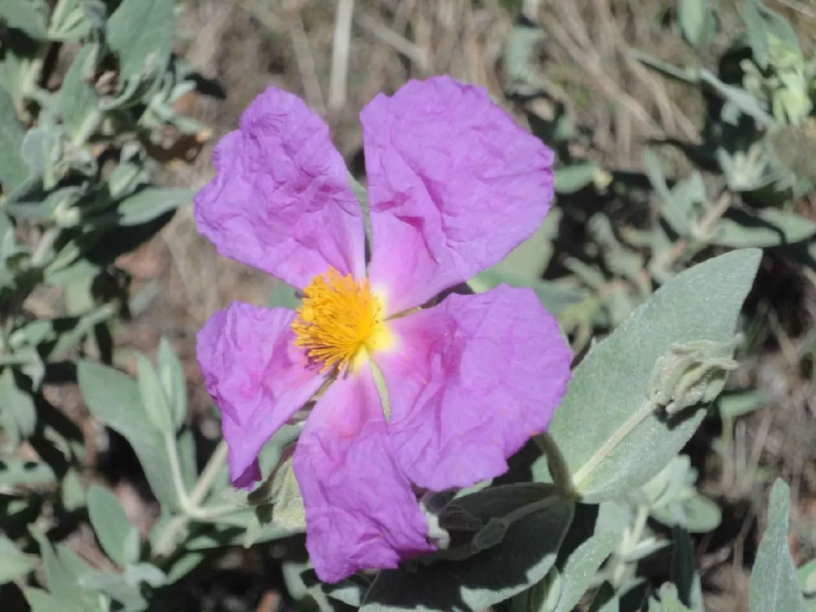 Locations-06 - Die Eugenie - Image-tags.info