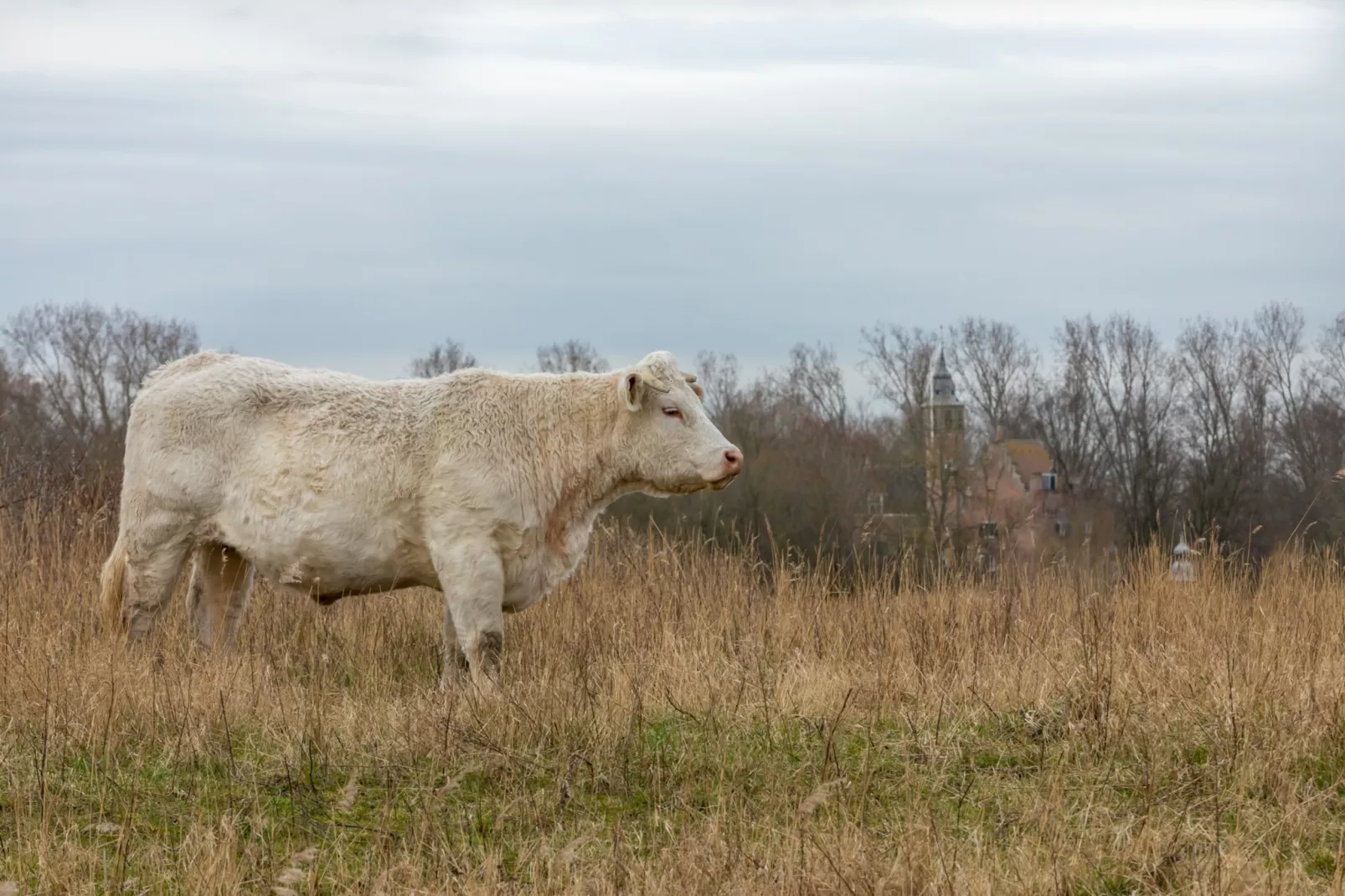 Zonnedorp 22  Holiday Home Anoes Renesse | Beach-nearby Comfort in Zeeland-Untagged