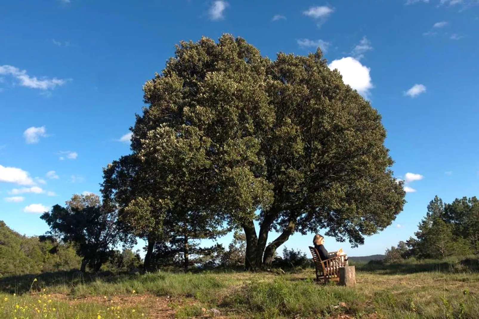 Mas de l'Arlequi - Gardens in summer