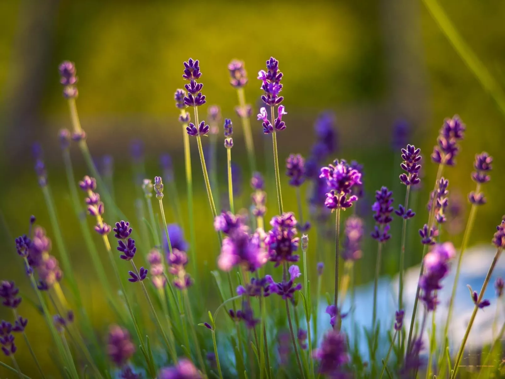 Rustikale Villa Oliveto - Image-tags.info