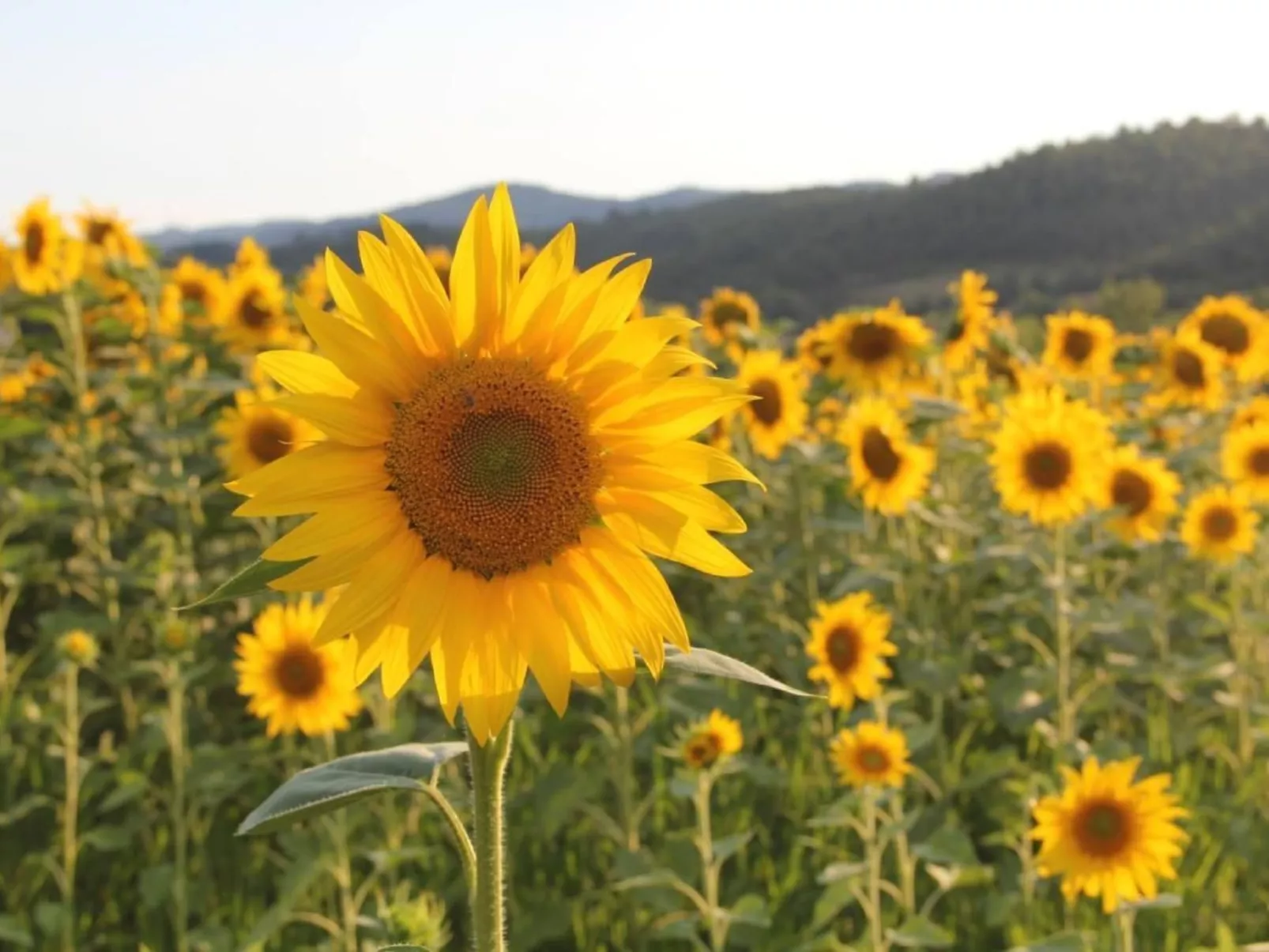 Villa mit privatem Spa und beheiztem Pool - Image-tags.info