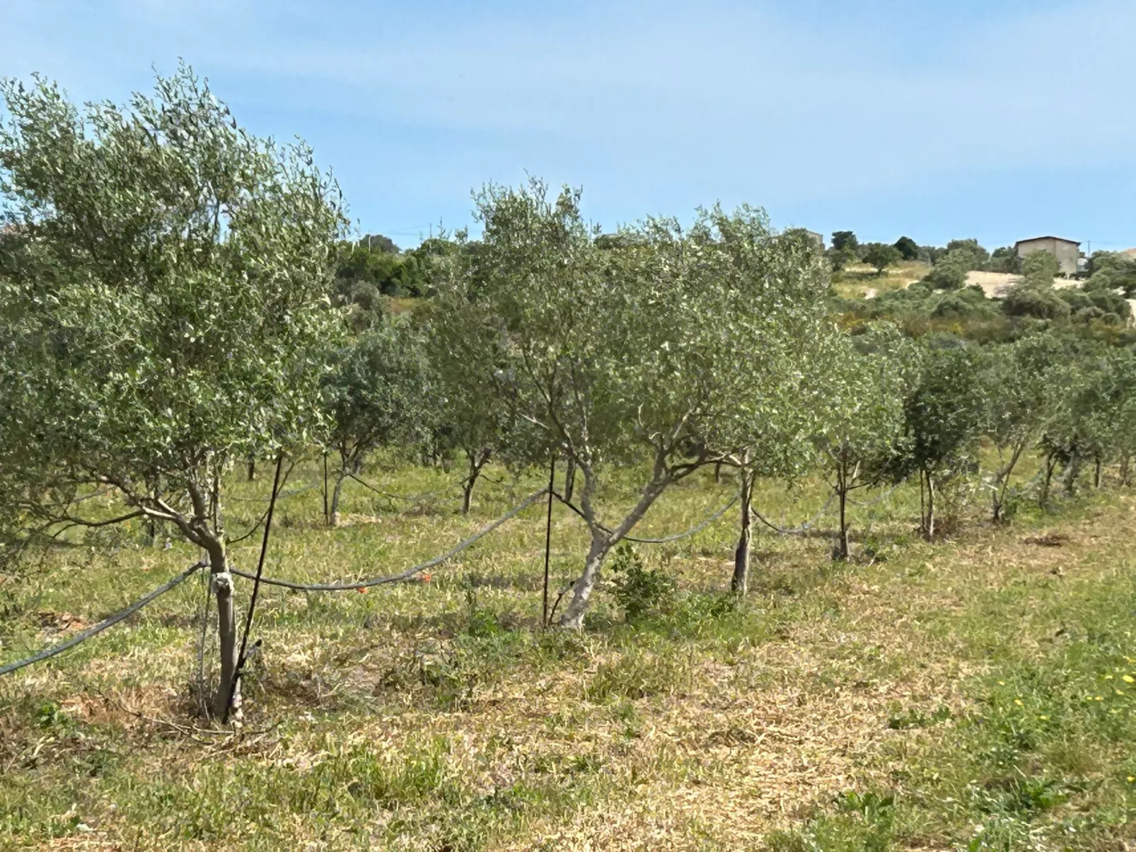 Il Gelso e l'Ulivo Wohnung mit Schwimmbad - Image-tags.info