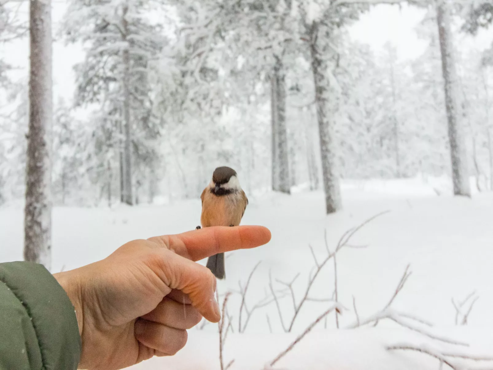 Salvostie 13, hetta - Dedans