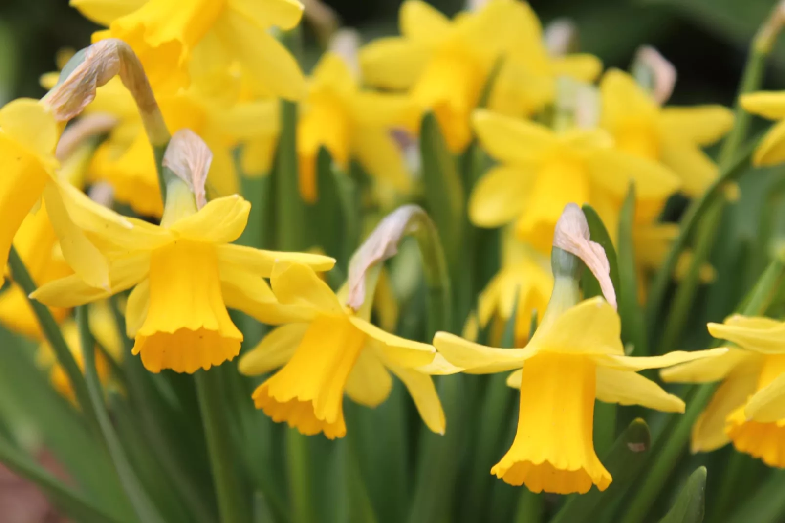 Strandnahes Ferienhaus Walter mit Meerblick-Garten Sommer