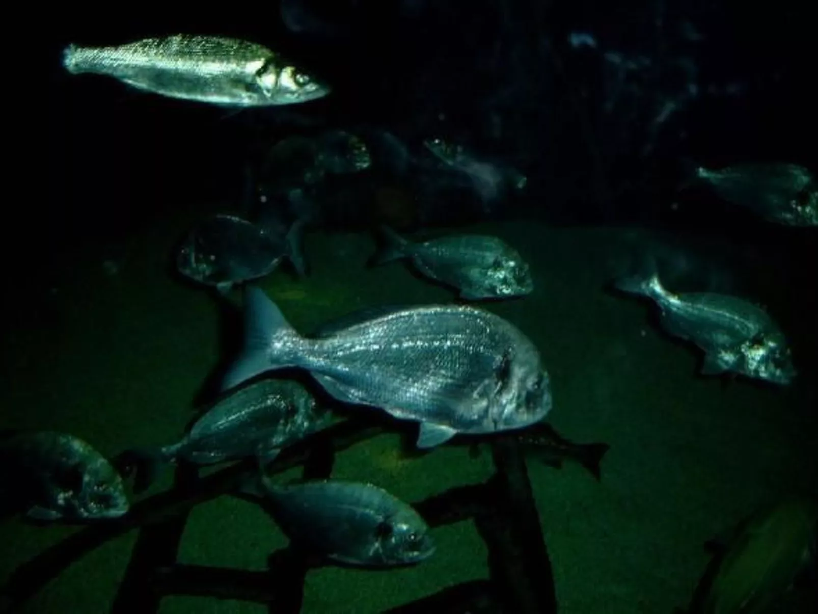 Wellnesshaus Seeperle - All Inklusive - Image-tags.info