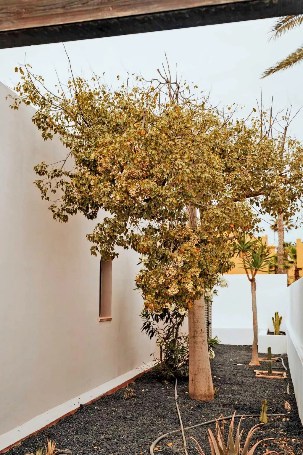 Komfortables Ferienhaus in Corralejo mit privatem Garten und beheiztem Pool - Image-tags.info