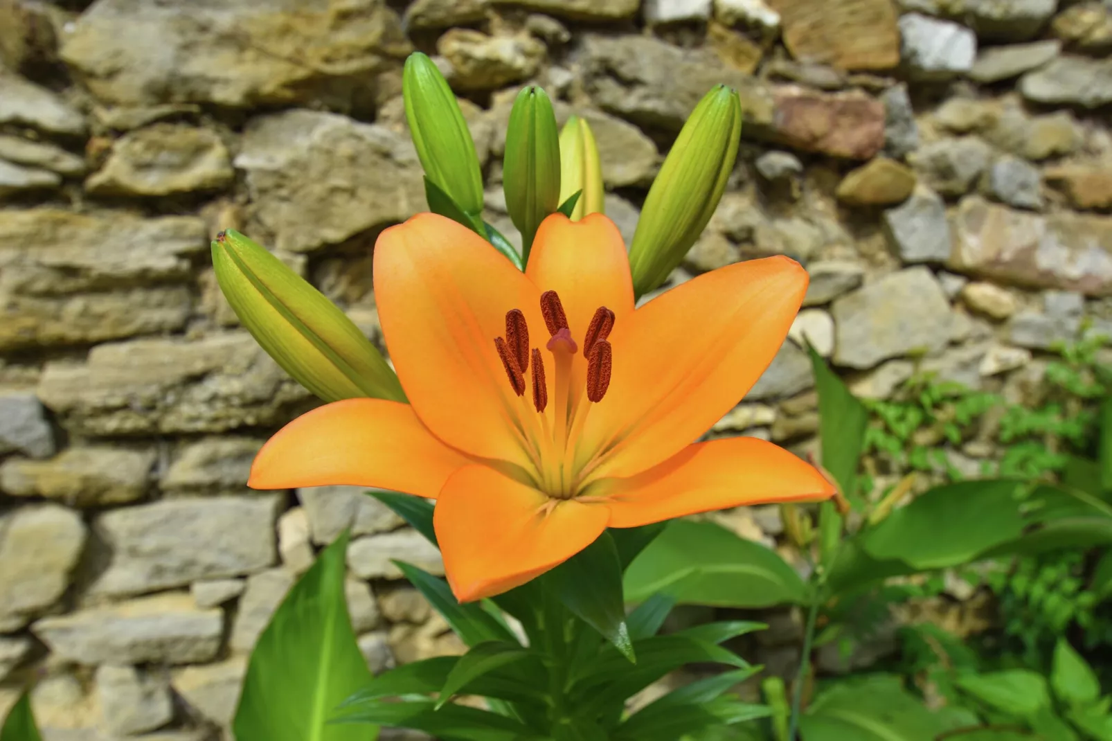 VILLA - FELINES MINERVOIS-Ambiance
