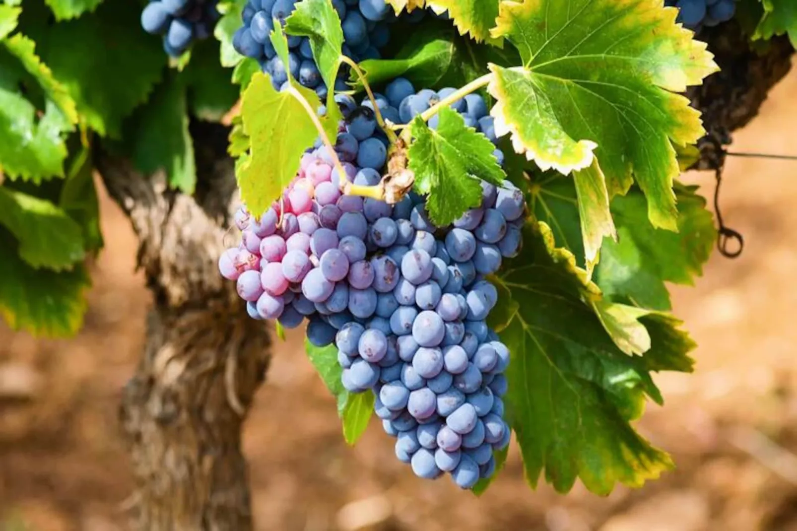 L'Espinet *** - Non tagué