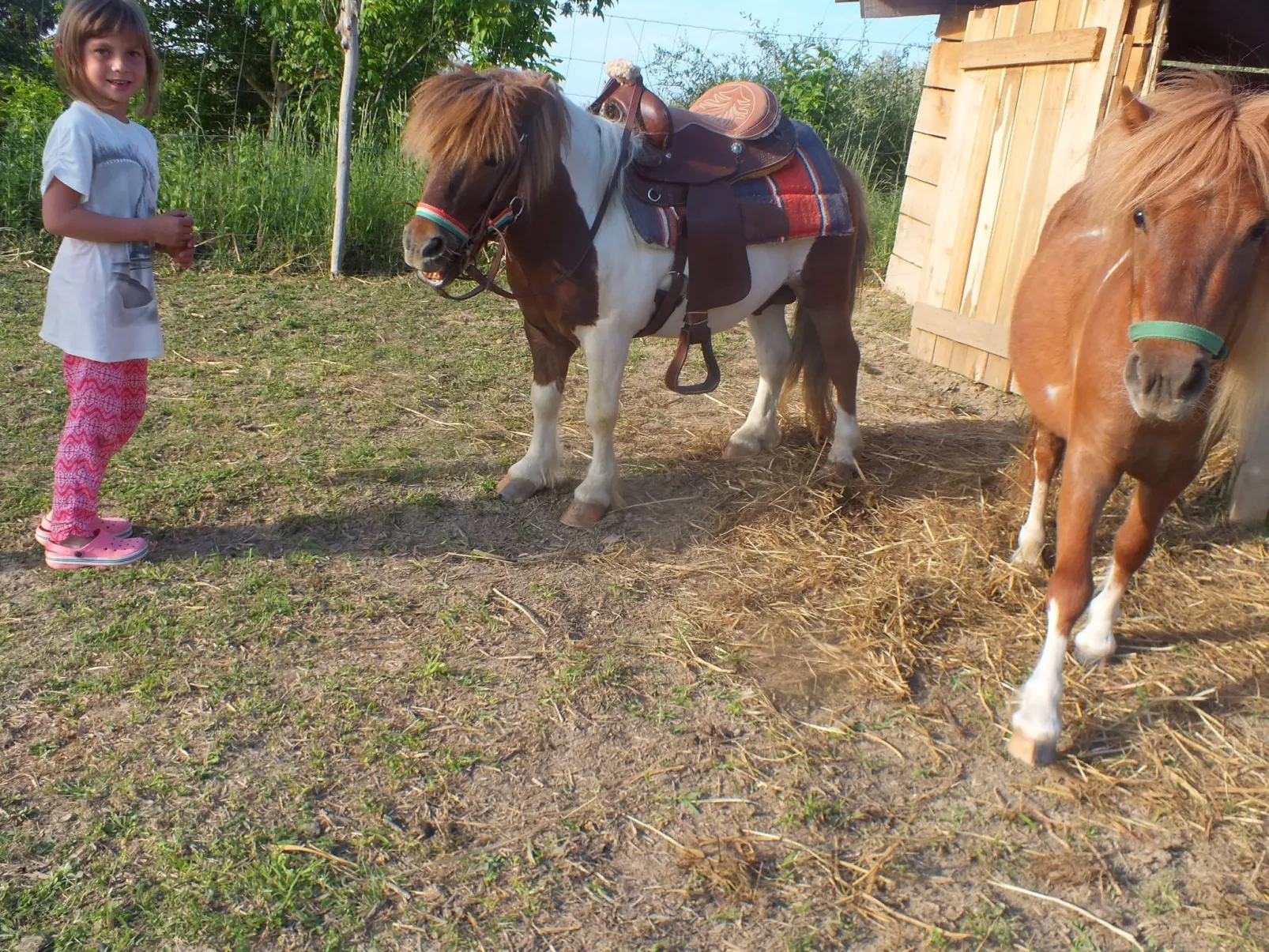 In Döbrököz mit privatem Pool - Image-tags.info