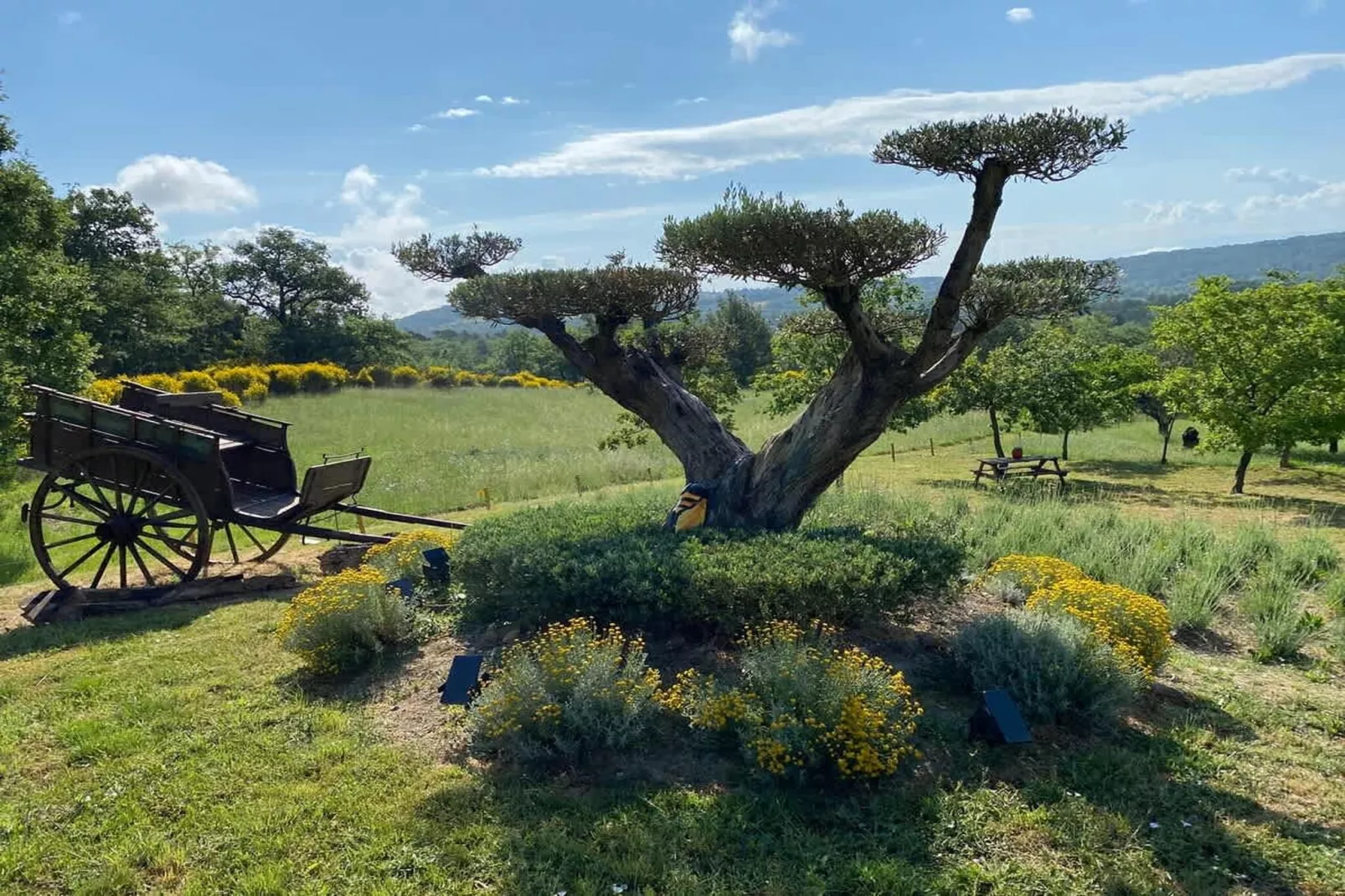 Villa provencale à Murs coeur du Luberon-Gardens in summer
