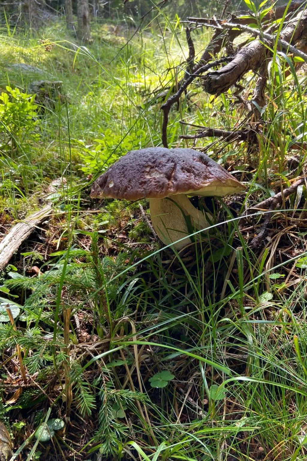 Jagdhütte - Image-tags.info