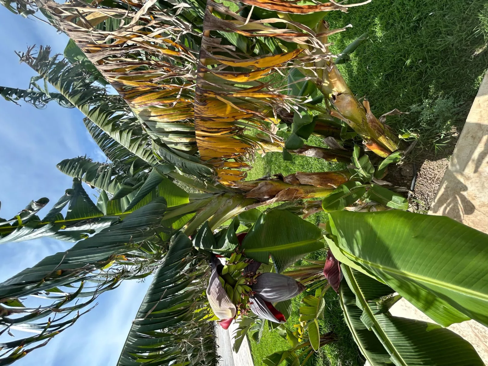 Wohnung in Noto mit Terrasse, gemeinsamem Pool und Garten - Image-tags.info