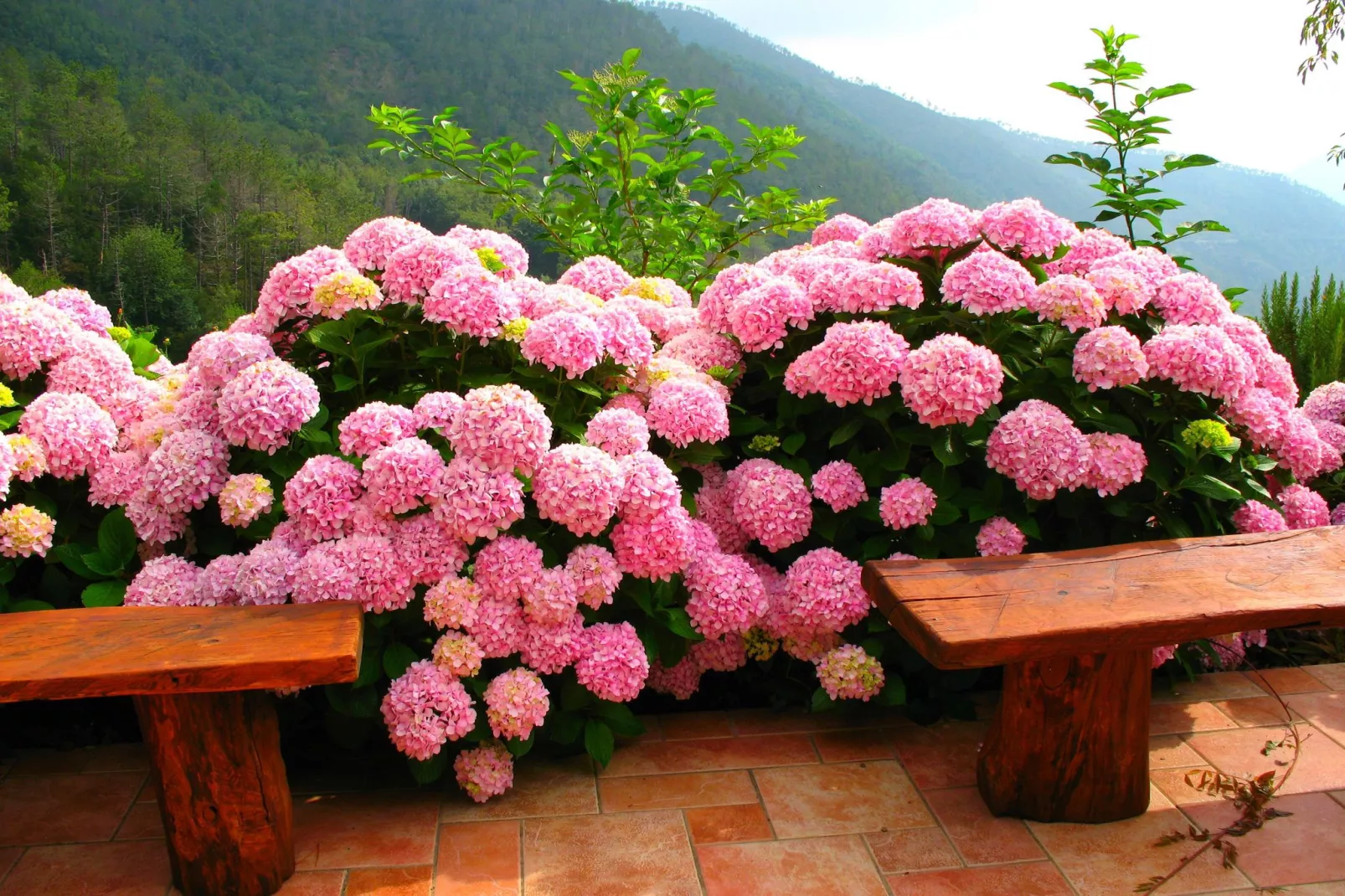 Gromoletta-Gardens summer
