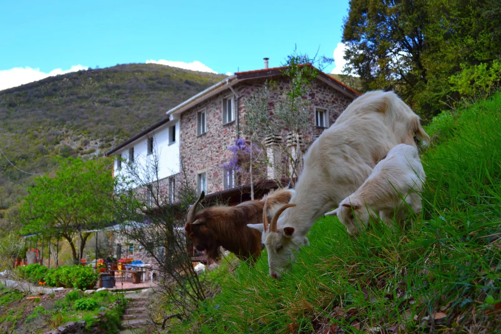 Gromoletta-View summer
