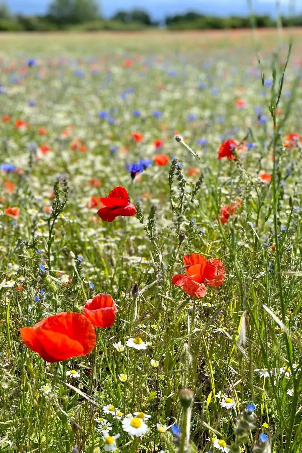 Reethus Linda am Schloß Groß Schwansee - Image-tags.info