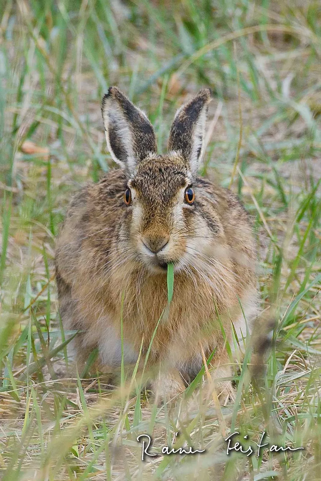 Historisches Strandanwesen mit Meerblick - Image-tags.info