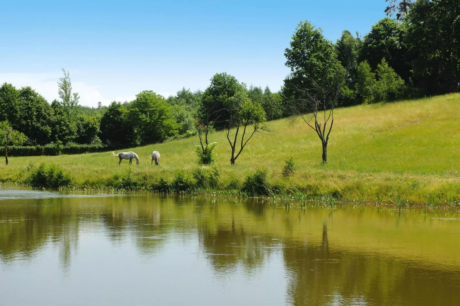 Apartments Rekowo 40 qm - Gardens in summer