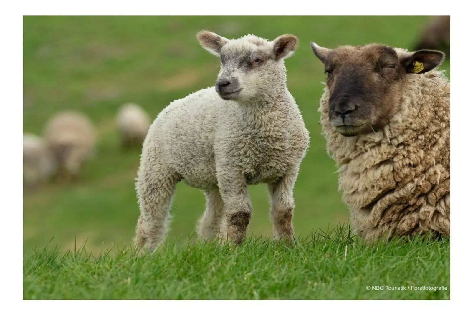 509296-Gebiete Sommer 5 km