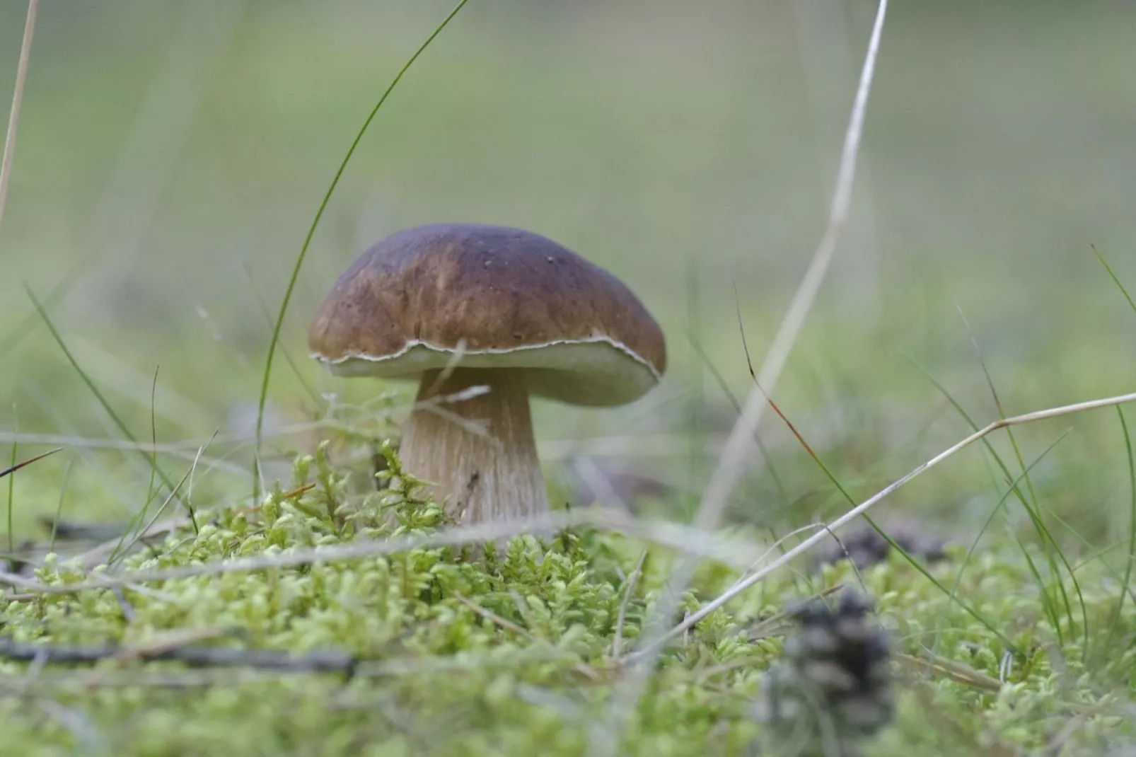 Apartments Rekowo 40 qm - Ambiance