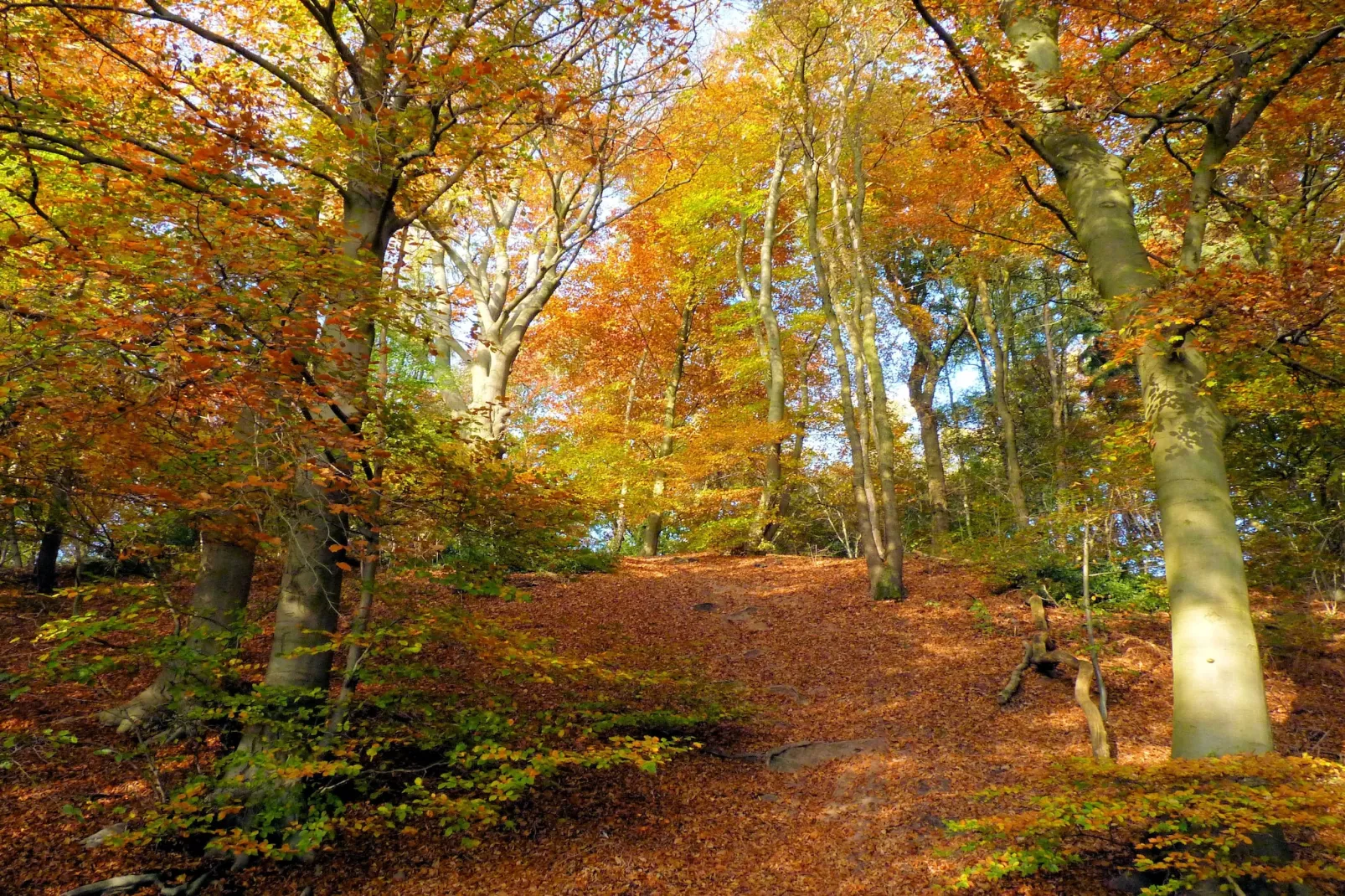 Vakantie bij Meeussen - Schuttersoord 1 - Zones été à 5 km