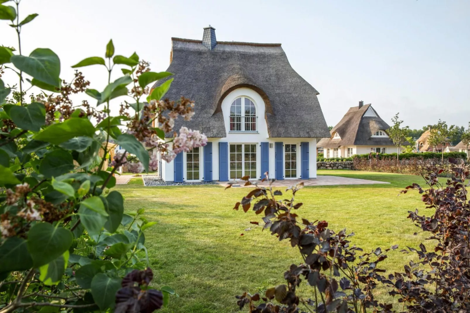 Schilfrohrsänger 43-Extérieur été