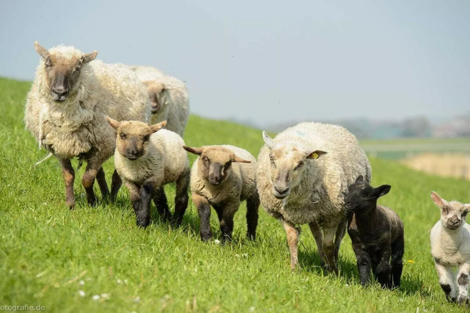 507622-Gebiete Sommer 5 km