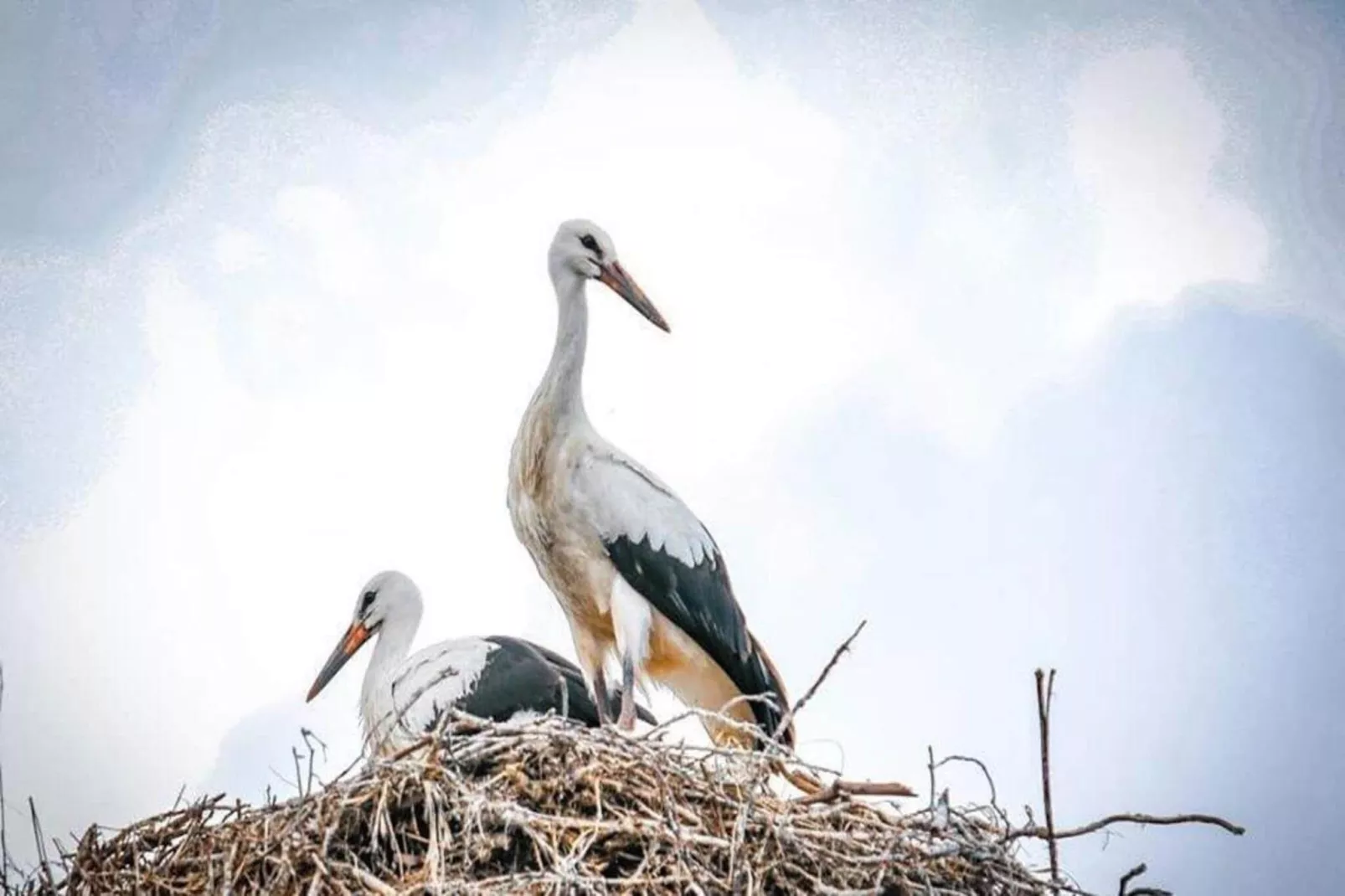 Dom przy drodze Skansen dla 8 osób Bełczna-Ambiente
