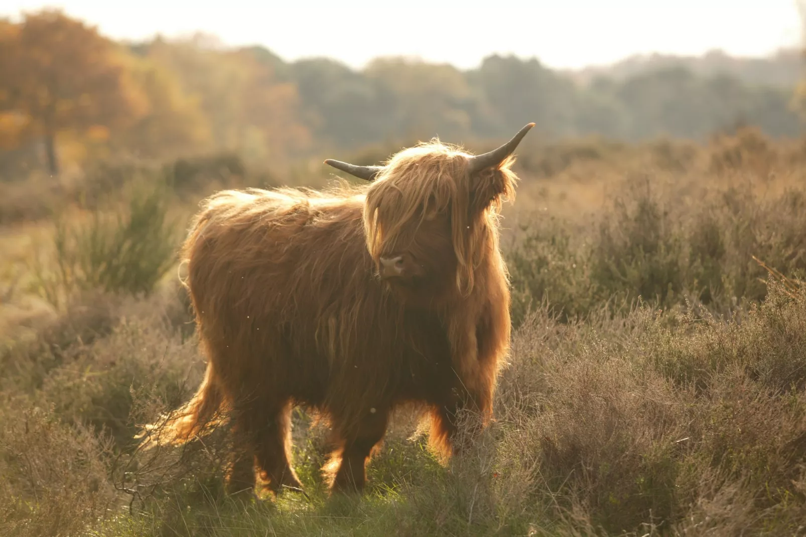 Vakantie bij Meeussen - Schuttersoord 1 - Zones été à 20 km