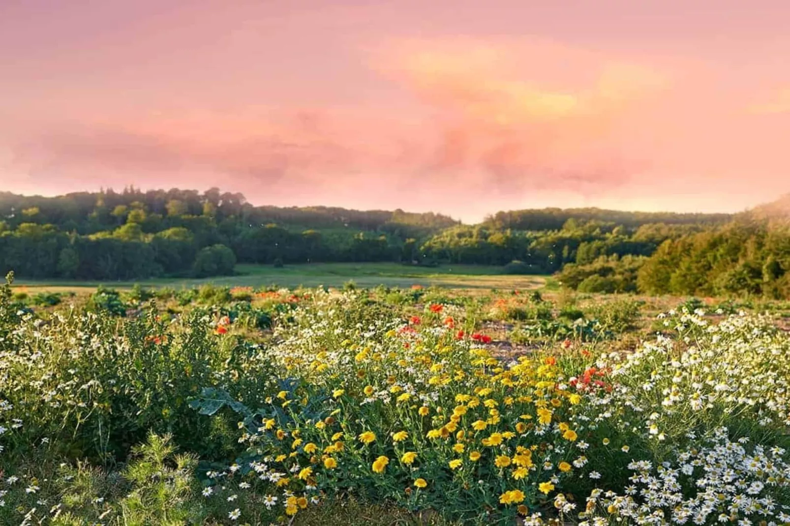 Dom przy drodze Skansen dla 8 osób Bełczna-Aussicht
