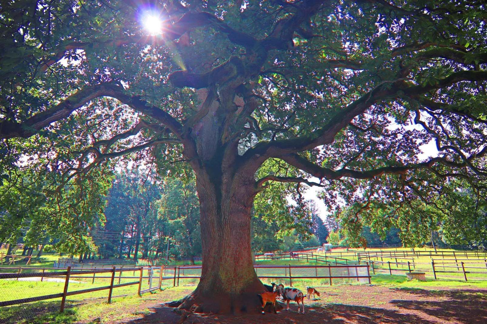 Haus Oliver 200 qm / 1-4 Personen-Gardens in summer