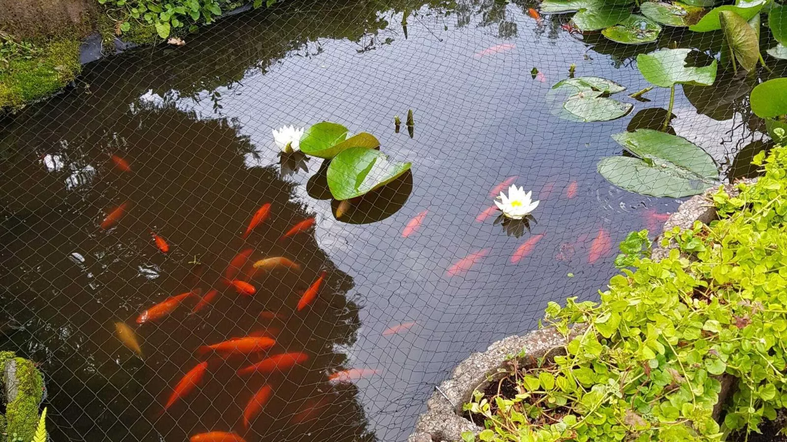 Bungalow Sonnerust - Jardins en été