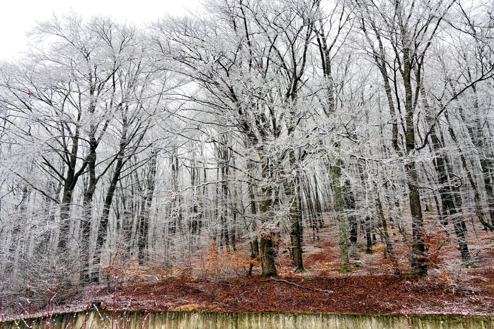 Comfort Eingang 6P - Basic - Gebiet Winter 5 km