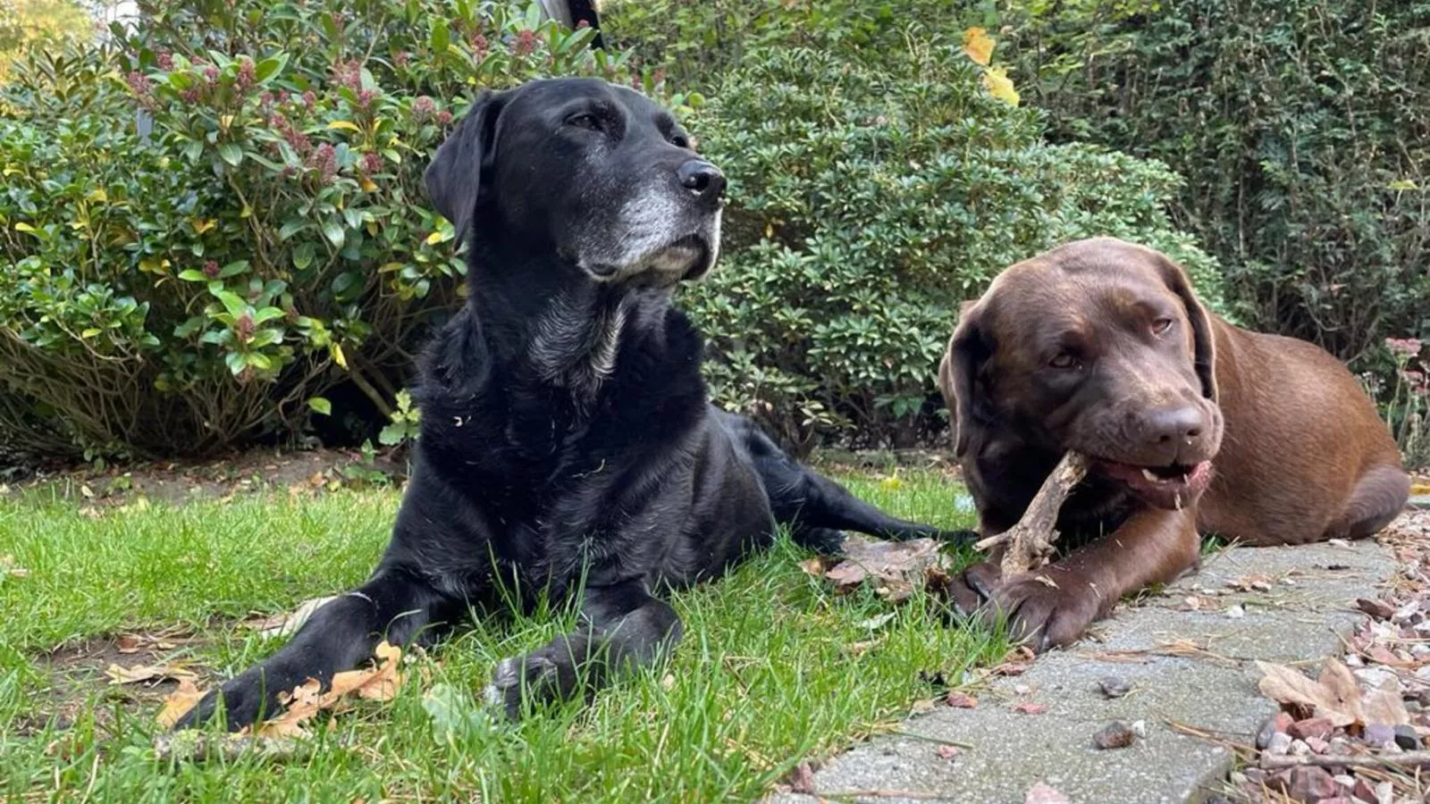 Bungalow Sonnerust - Ambiance