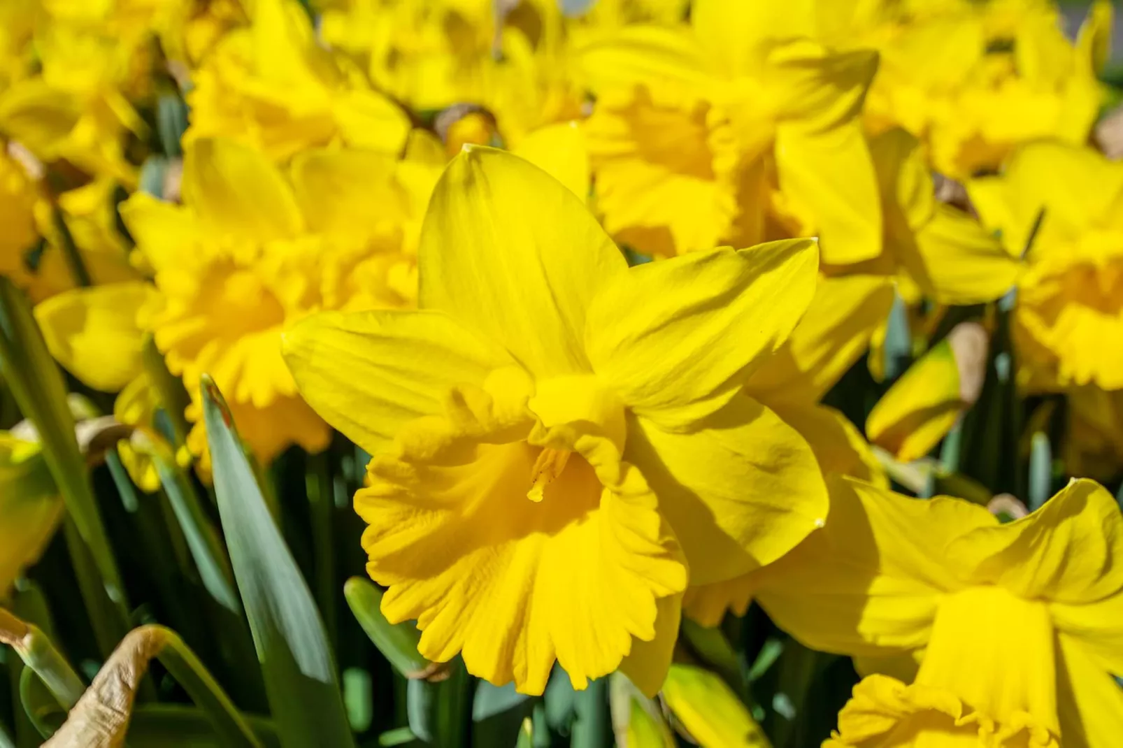 Résidence Juliana 21-Ambiente