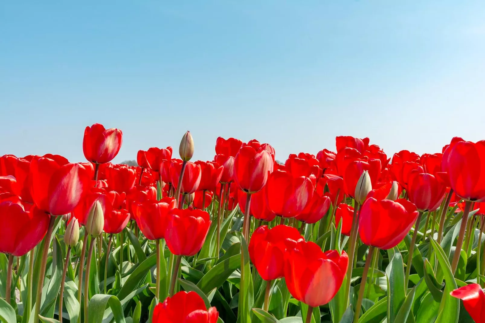 Résidence Juliana 21-Ambiente