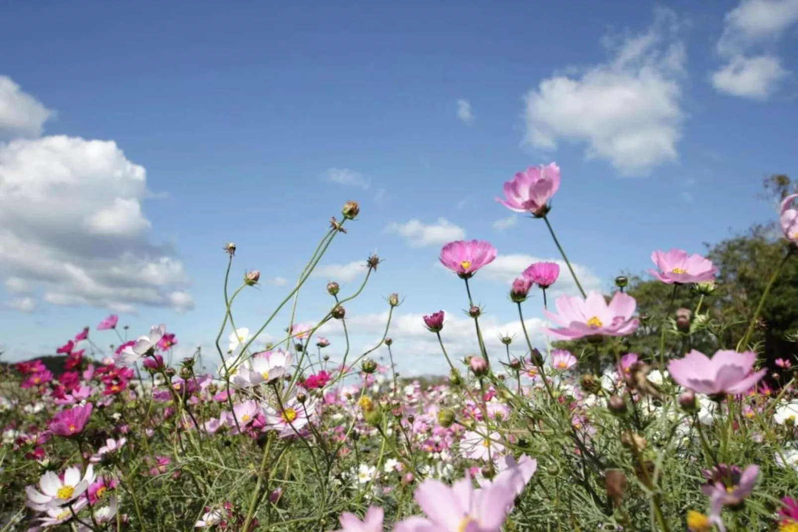 6P Standard-Gebiete Sommer 5 km