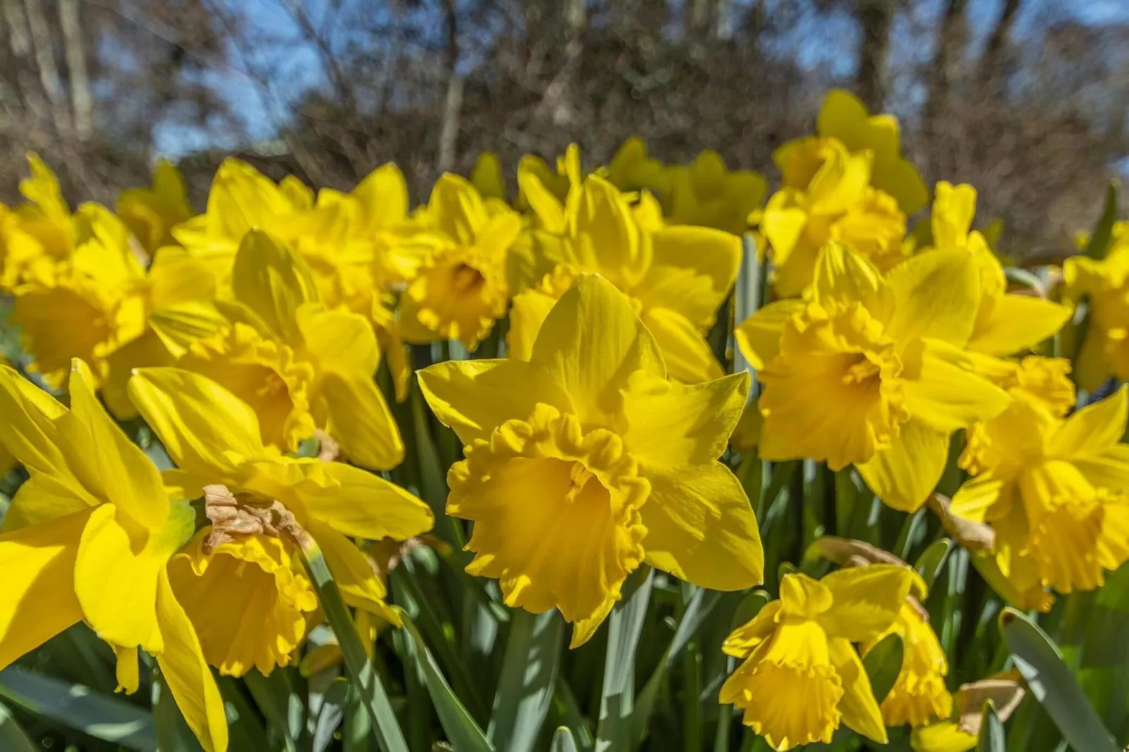 Callantsduyne 21-Zones été à 1 km
