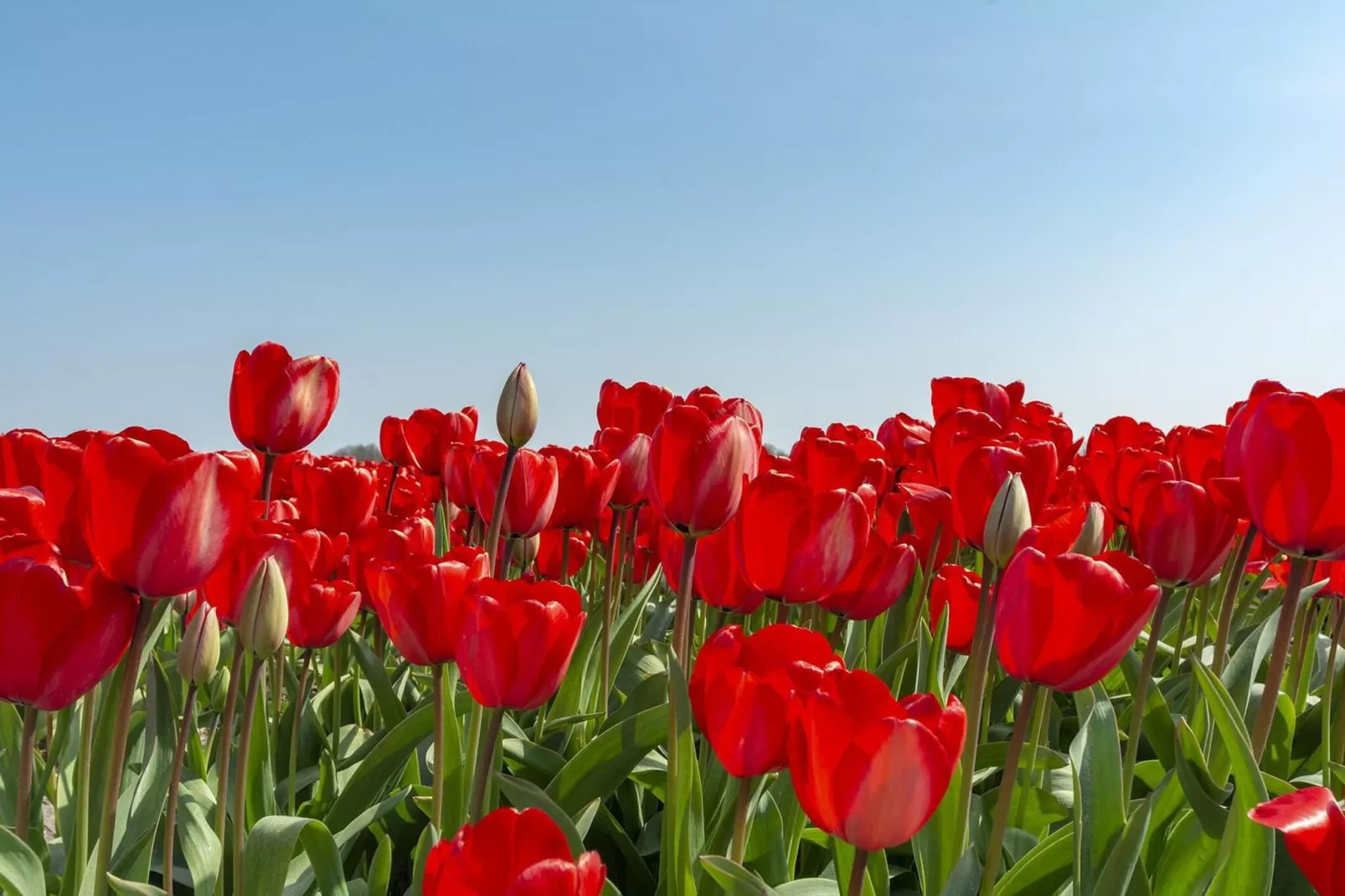 Callantsduyne 21-Zones été à 1 km