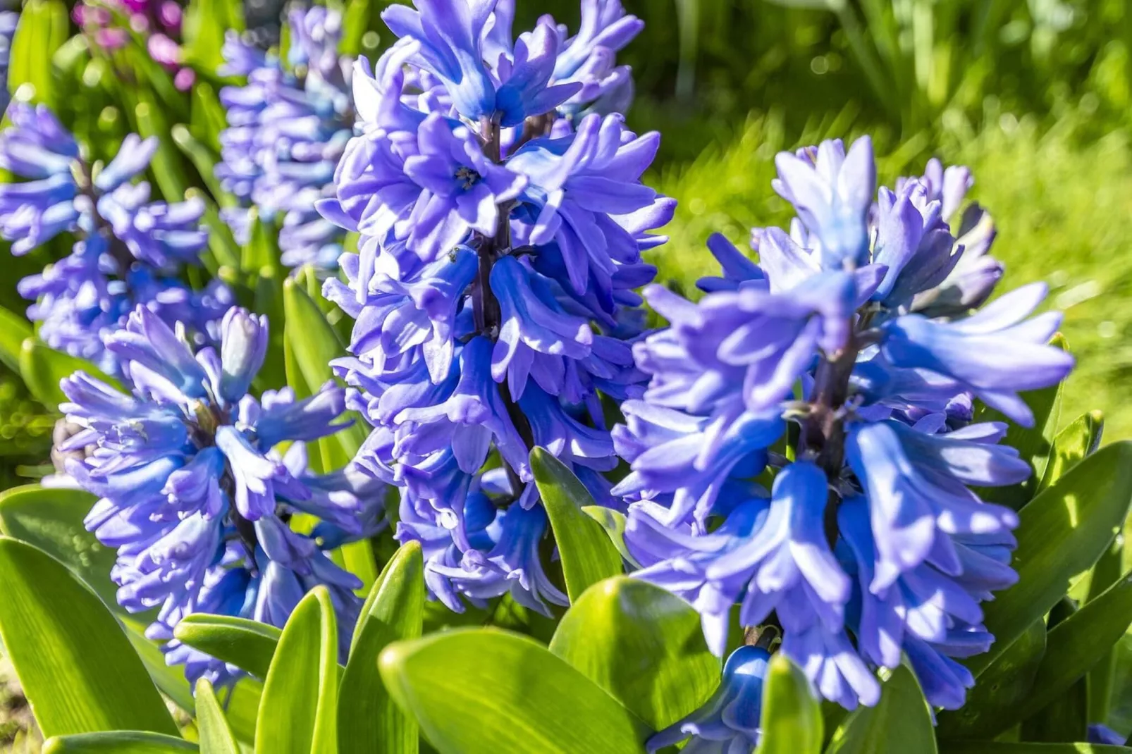 Callantsduyne 21-Ambiance