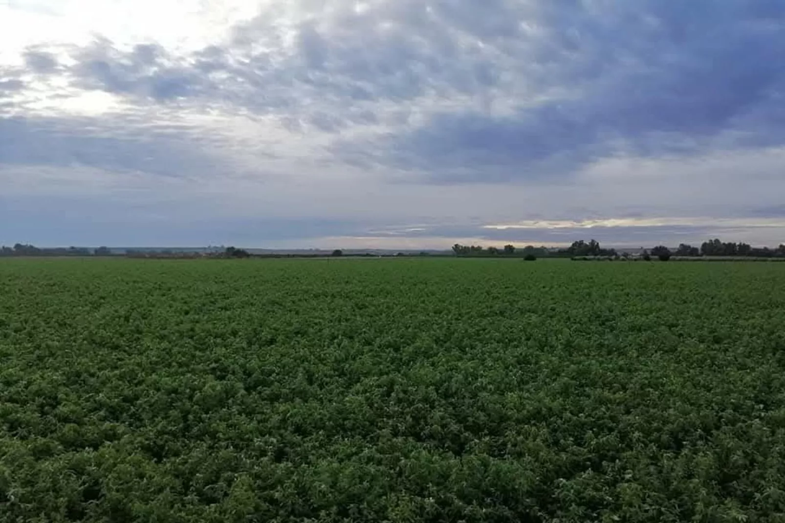 El rincón de Rivero - Areas within 20km in summer