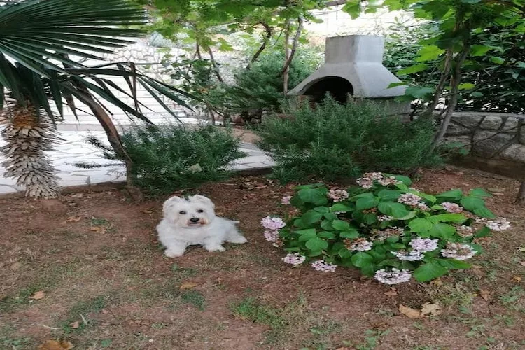 House Panorama - One Bedroom Apartment with Terrace and Sea View (Cezar)-équipements