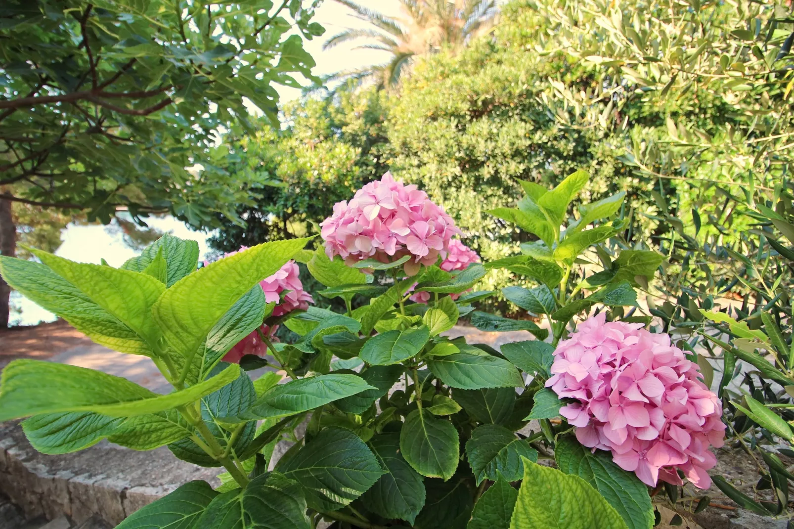 Apartment Kim- Two Bedroom Apartment with Terrace and Sea View-Gardens in summer