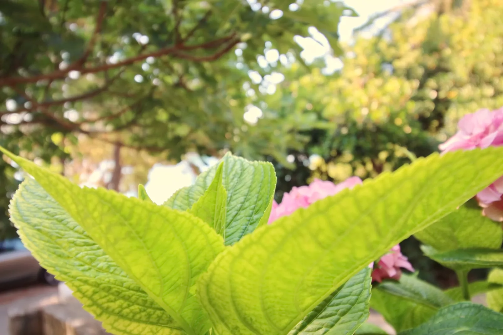 Apartment Kim- Two Bedroom Apartment with Terrace and Sea View-Gardens in summer