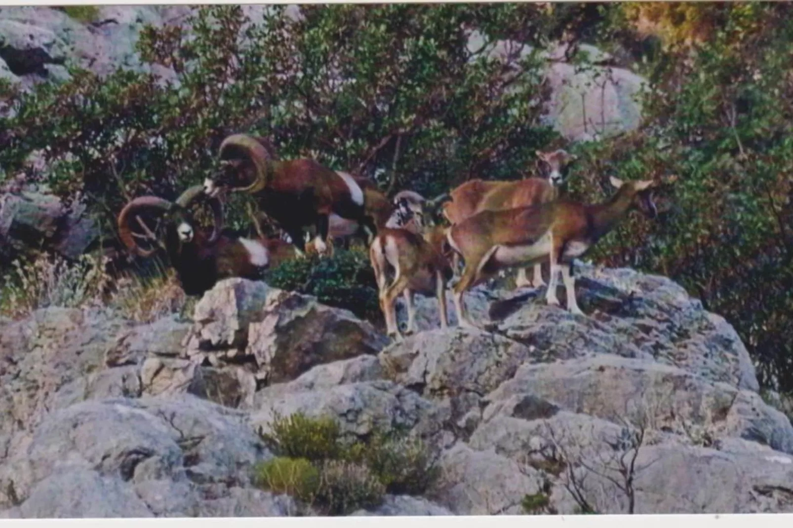 Apartments Kula - One-Bedroom Apartment with Terrace and Sea View-B2-Ambiance