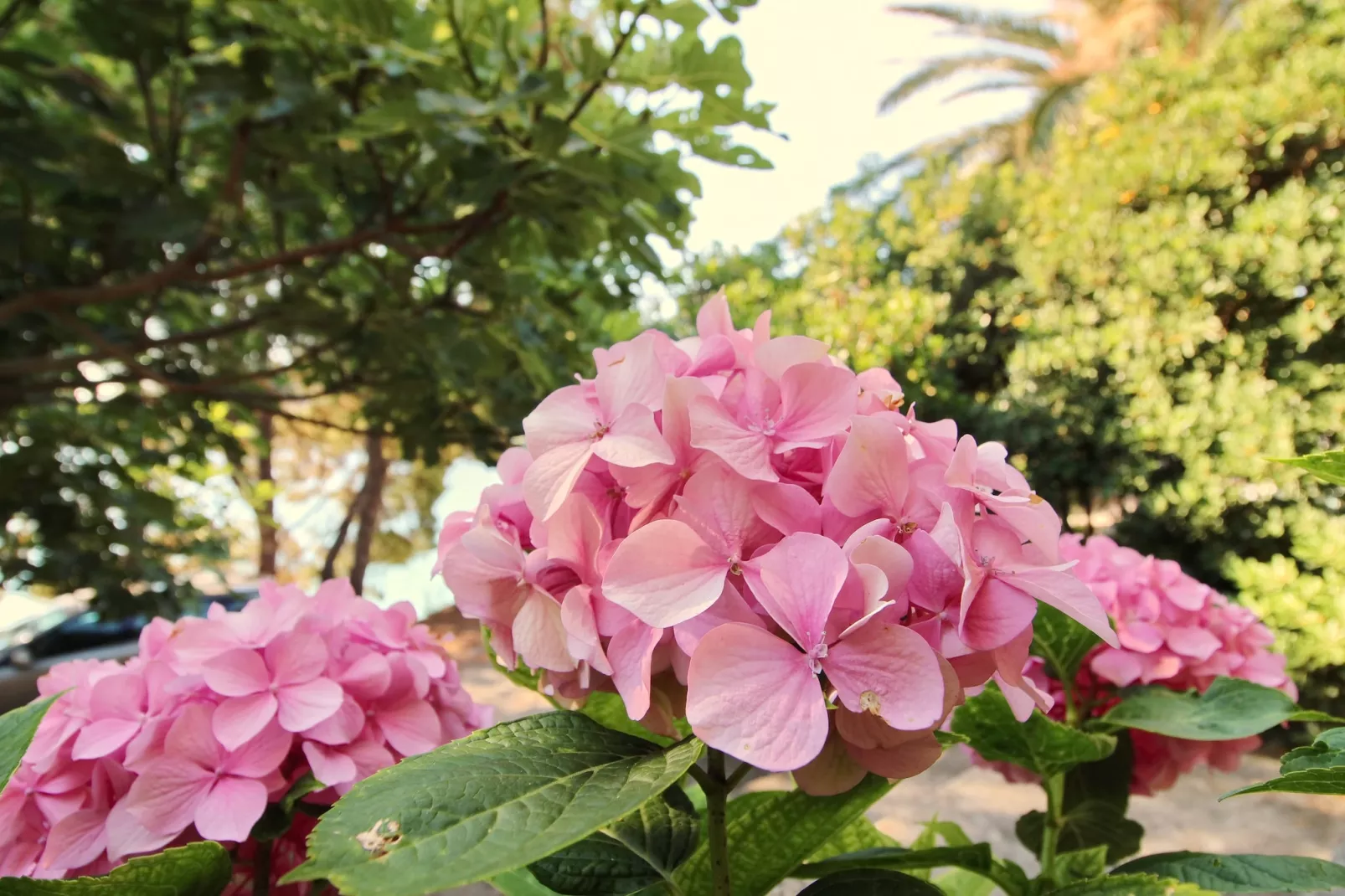 Apartment Kim- Two Bedroom Apartment with Terrace and Sea View-Gardens in summer