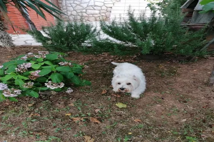 House Panorama - One Bedroom Apartment with Terrace and Sea View (Cezar)-Extérieur