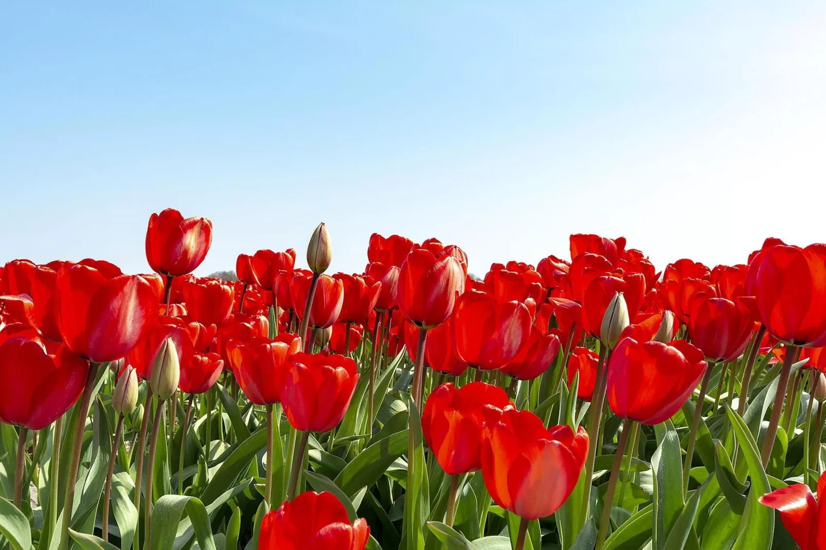 Ooghduyne 148-Garten Sommer