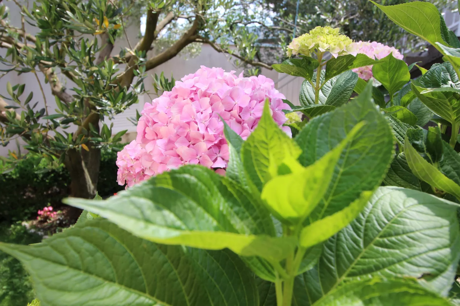 Holiday Home Gea - Three Bedroom Holiday Home with Terrace and Partial Sea View-Jardins en été