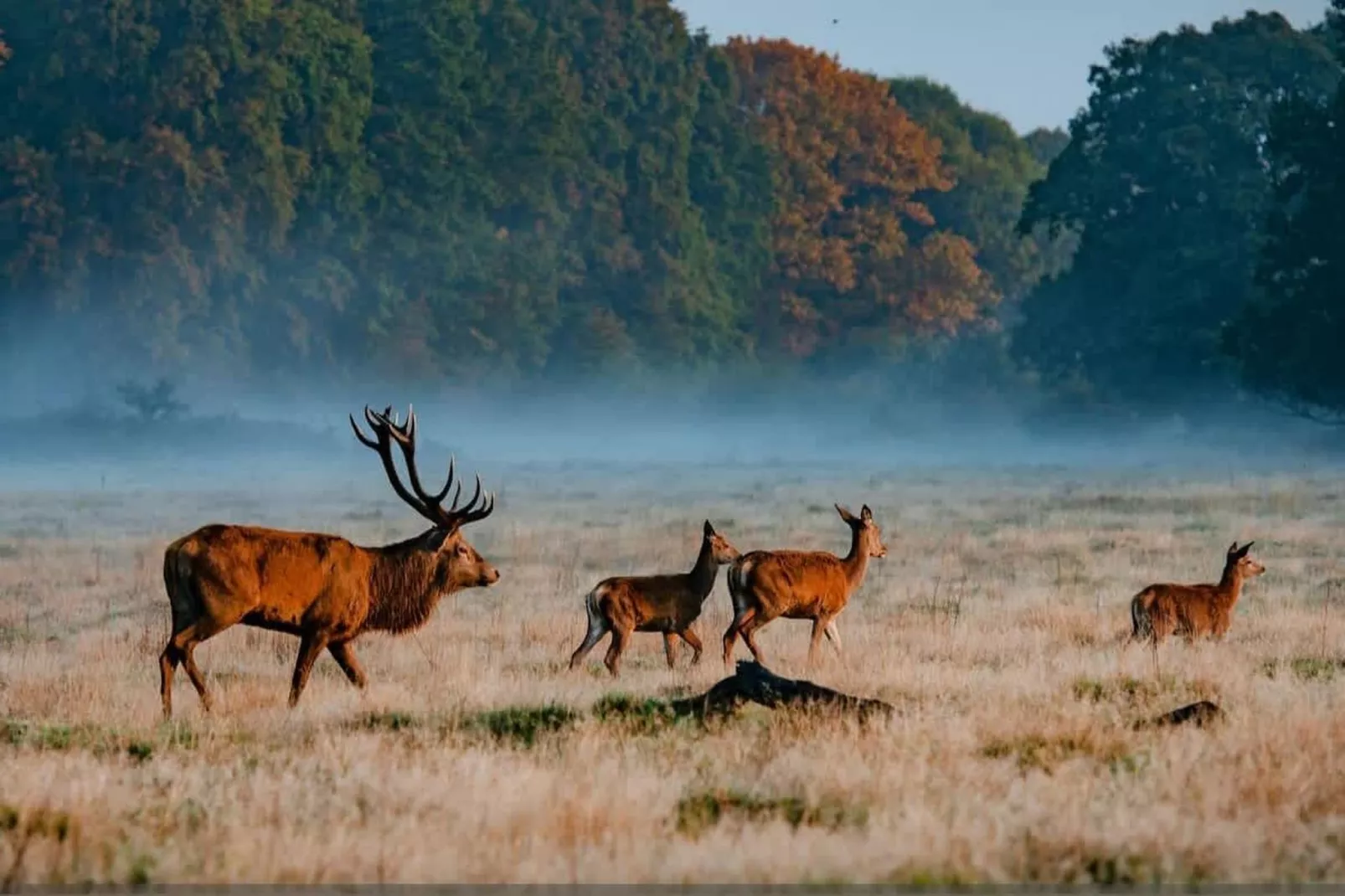 KT2 Gibbon Rd 94-Gebiete Sommer 5 km