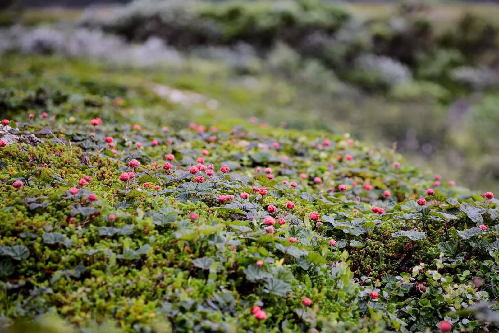 5 star holiday home in Sälen